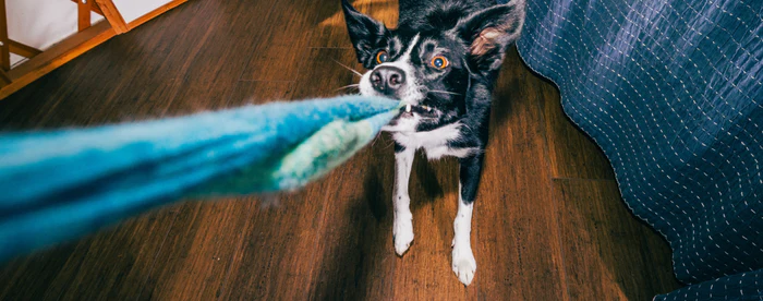 A dog tugging really hard on a Darn Tough sock, trying to steal from owner